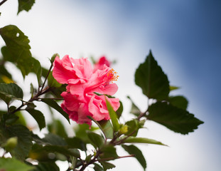 blooming pink flowers against blue sky in Thailand