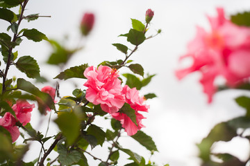 blooming pink flowers against blue sky in Thailand