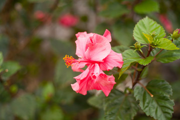 blooming pink flowers against blue sky in Thailand