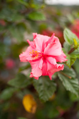 Obraz premium blooming pink flowers against blue sky in Thailand