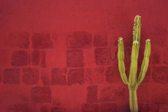Green Cactus over red wall, Santa Catalina Monastery, Arequipa,
