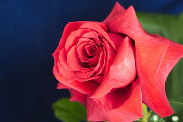 Flower red rose  on blue background