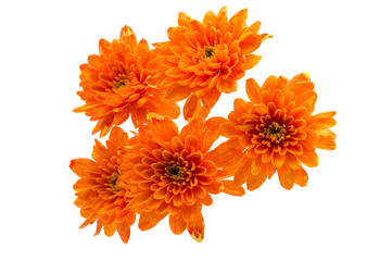 Beautiful orange chrysanthemum