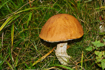 Pilz am Wiesenrand