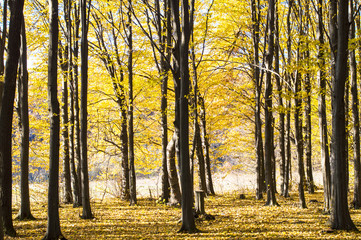 Trunks of trees with fallen yellow leaves