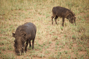 Fototapeta premium Phacochère - Serengeti