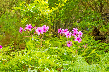 typical flowers on Madeira - tropical landscape