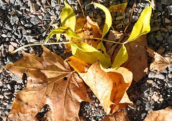 autumn leaves