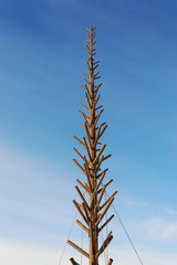 Christmas tree frame