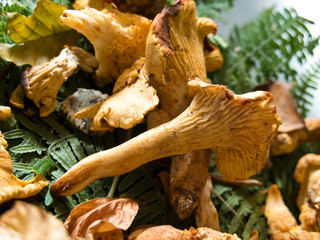 Cantharellus cibarius