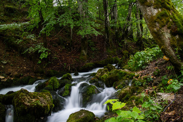 stream in the forest
