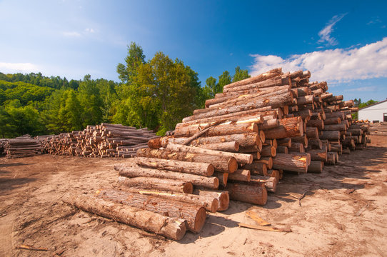 Timber Stacked At Lumber Mill