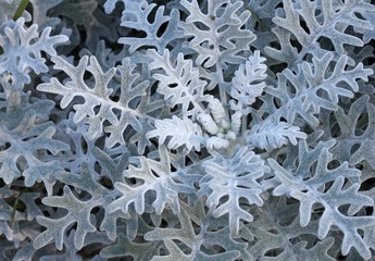 Цинерария (Cineraria)