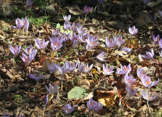 Полянка с цветущим шафраном (Crocus sativus)
