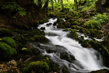 Fototapeta premium stream in the forest