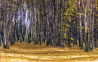 Trunks of trees with fallen yellow leaves