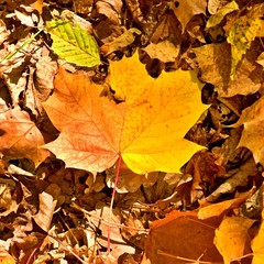 Autumn park ground with autumn leaves, colorful dry maple leaf on orange beeches leaves.