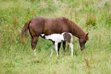 Fototapeta premium Colt and mother Horse on Blue Ridge Parkway, Virginia
