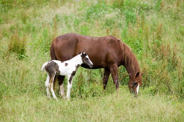 Obraz na płótnie Canvas Colt and mother horse on Blue Ridge Parkway, Virginia