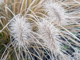 Icy  Pennisetum alopecuroides grass