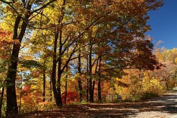 Autumn trees on Stone Mountain road