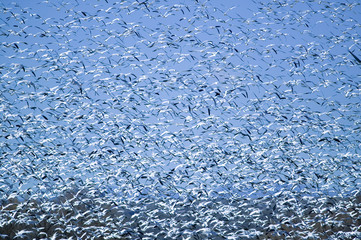 Thousands of snow geese fly against blue sky over the Bosque del Apache National Wildlife Refuge, near San Antonio and Socorro, New Mexico