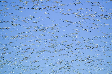 Thousands of snow geese fly against blue sky over the Bosque del Apache National Wildlife Refuge, near San Antonio and Socorro, New Mexico