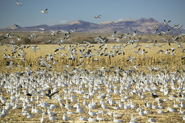 Snow geese take off from cornfield over the Bosque del Apache National Wildlife Refuge at sunrise, near San Antonio and Socorro, New Mexico
