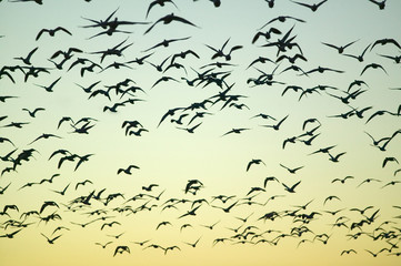 Sandhill cranes fly over the Bosque del Apache National Wildlife Refuge at sunrise, near San Antonio and Socorro, New Mexico