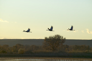 Sandhill cranes fly over the Bosque del Apache National Wildlife Refuge at sunrise, near San Antonio and Socorro, New Mexico