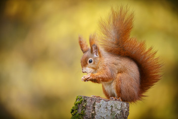 Naklejka na ściany i meble European red squirrel