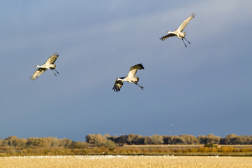 Three Sandhill cranes fly over the Bosque del Apache National Wildlife Refuge at sunrise, near San Antonio and Socorro, New Mexico
