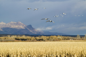 Snow geese fly over corn field at the Bosque del Apache National Wildlife Refuge, near San Antonio and Socorro, New Mexico