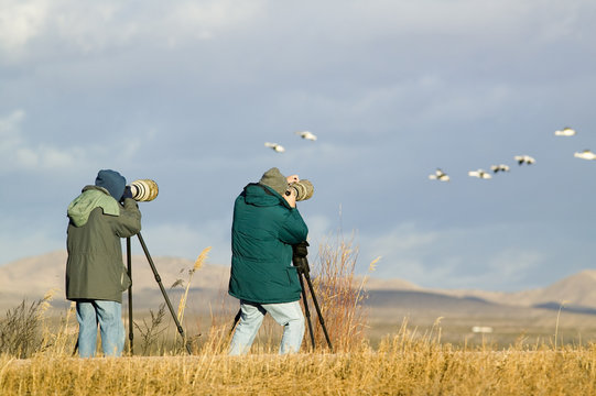 Fototapeta Two photographers with telephoto lens photograph Sandhill cranes and snow geese at the Bosque del Apache National Wildlife Refuge, near San Antonio and Socorro, New Mexico