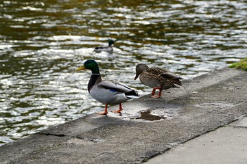 Duck in Neris river in Vilnius town on autumn