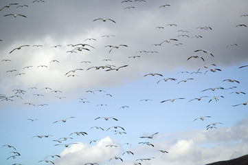 Thousands of snow geese fly over the Bosque del Apache National Wildlife Refuge, near San Antonio and Socorro, New Mexico