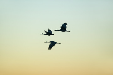 Sandhill cranes fly over the Bosque del Apache National Wildlife Refuge at sunrise, near San Antonio and Socorro, New Mexico