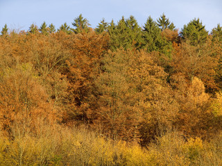 Laubfärbung im Gebirge