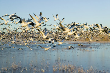Thousands of snow geese take off at sunrise at the Bosque del Apache National Wildlife Refuge, near San Antonio and Socorro, New Mexico