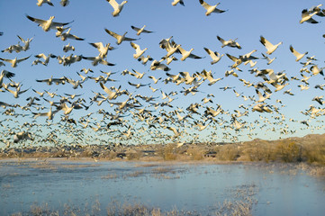 Thousands of snow geese take off at sunrise at the Bosque del Apache National Wildlife Refuge, near San Antonio and Socorro, New Mexico