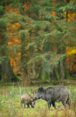 Wild boar sow with offspring in autumn forest