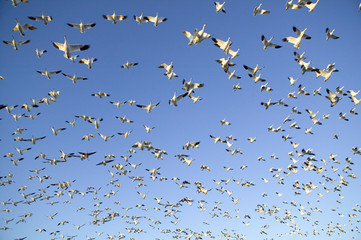 Thousands of snow geese fly against blue sky over the Bosque del Apache National Wildlife Refuge, near San Antonio and Socorro, New Mexico
