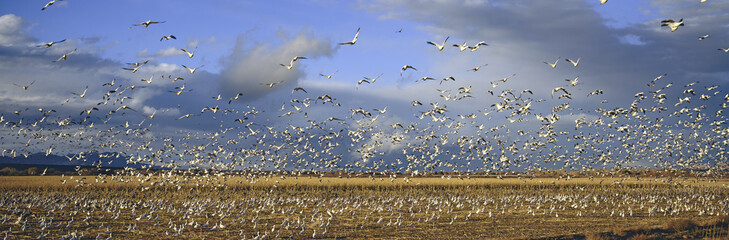A panoramic of thousands of migrating snow geese and Sandhill cranes taking flight over the Bosque...