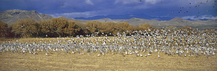 A panoramic of thousands of migrating snow geese and Sandhill cranes taking flight over the Bosque del Apache National Wildlife Refuge, near San Antonio and Socorro, New Mexico