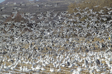 Snow geese and Sandhill cranes take flight over a frozen field at the Bosque del Apache National Wildlife Refuge, near San Antonio and Socorro, New Mexico