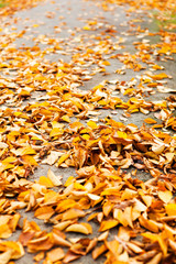 Spazierweg voll Laub im Herbst