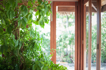 Tall house plant in front of a line of windows