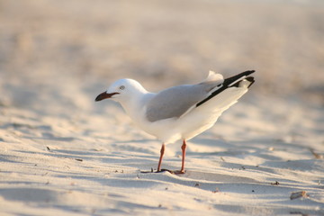 Möwe am Strand
