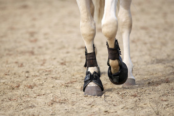 Fototapeta na wymiar Horse legs close up