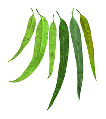 Eucalyptus leaves